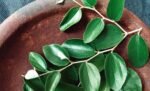 Powder of the Sidr Tree Leaves