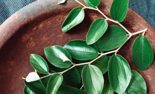 Powder of the Sidr Tree Leaves - Image 1
